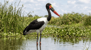 jabiru africano cicogna sacra uccello Ba egizio anima ali